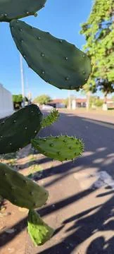 Cactus whatching people Foto stock