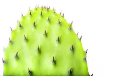 Cactus on a white background. Isolate. with copy space. Stock Photos