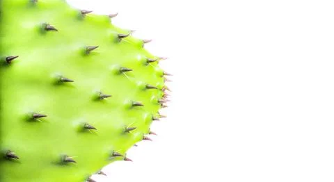 Cactus on a white background. Isolate. with copy space. Stock Photos