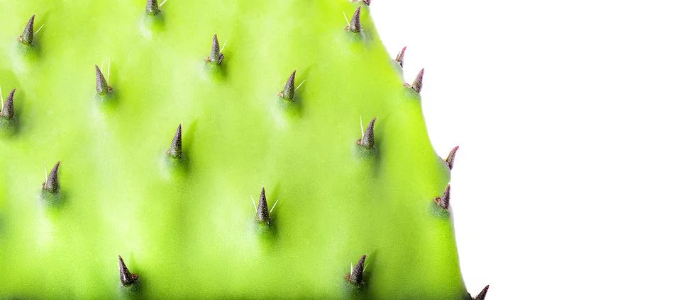 Cactus on a white background. Isolate. with copy space. Foto stock