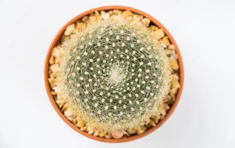 Cactus on white background Stock Photos