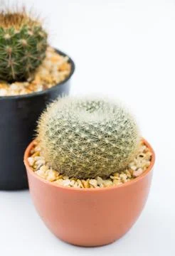 Cactus on white background Stock Photos