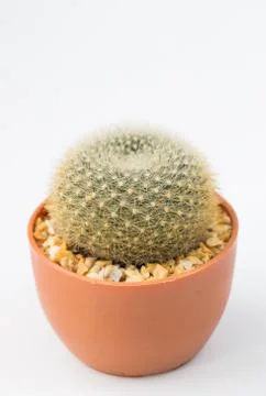 Cactus on white background Stock Photos