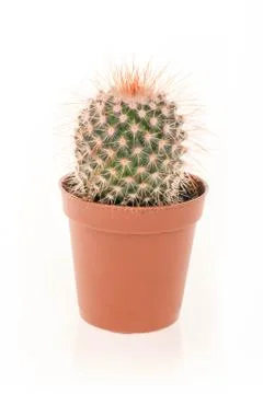 Cactus on white background Stock Photos
