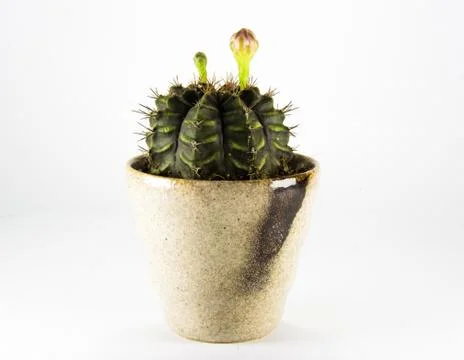 Cactus on white background Stock Photos