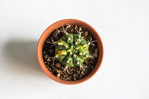 Cactus on white background Foto stock