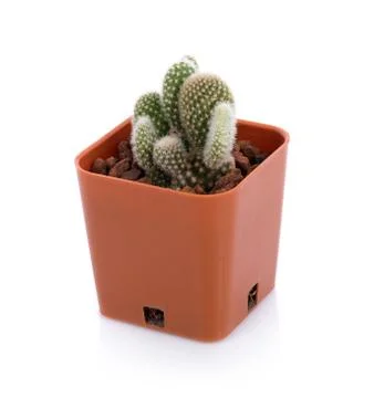 Cactus on white background Stock Photos