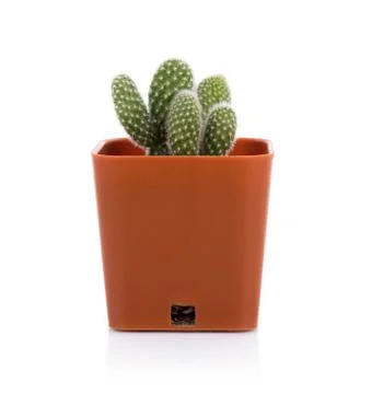 Cactus on white background Foto stock