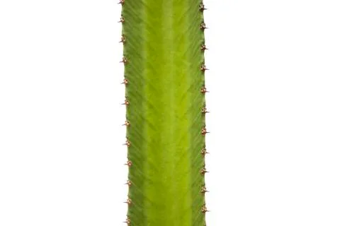 Cactus on white background Stock Photos