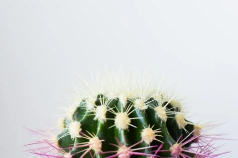 Cactus on white background Stock Photos