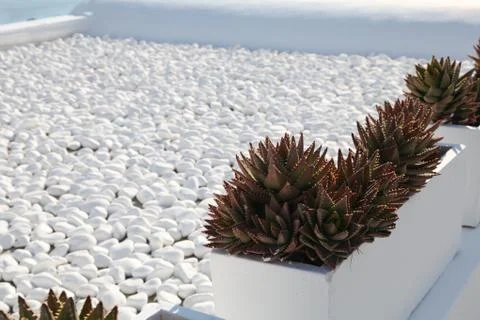 Cactus in a white pot Stock Photos