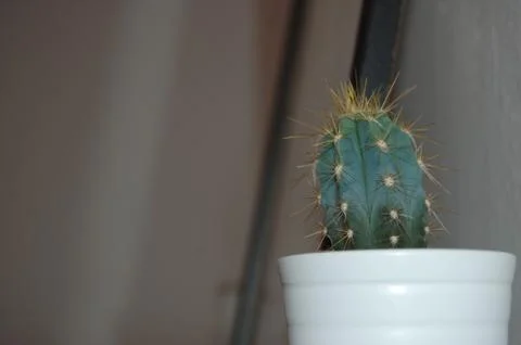 Cactus in white pot Stock Photos