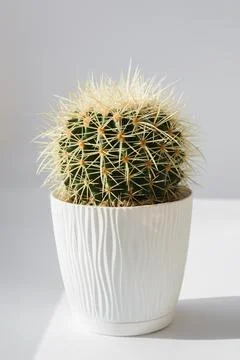 Cactus in white pot Stock Photos