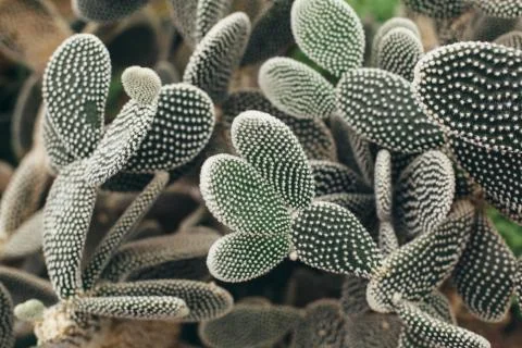 Cactus with white torns front view Stock Photos