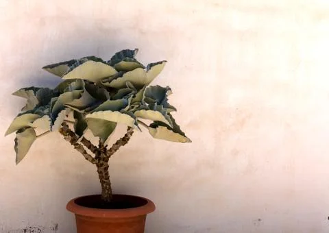 Cactus on white wall Stock Photos