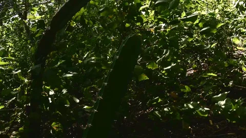 Cactus wide Stock Footage 126878661