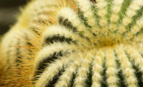 Cactus Wide Stock Photos