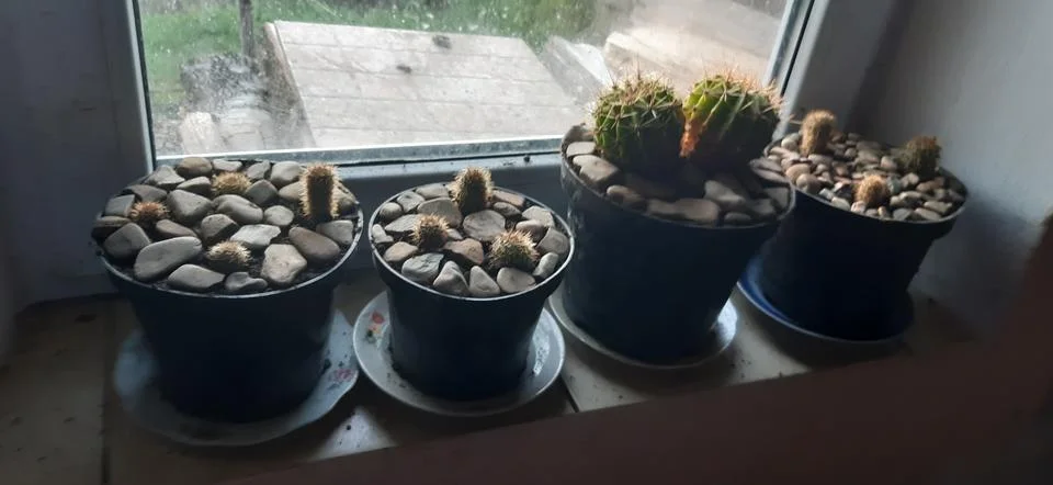 Cactus on the windowsill Stock Photos