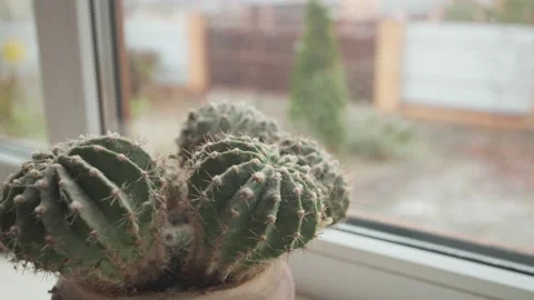 Cactus on a windowsill in a private house. Stock Footage 143245951