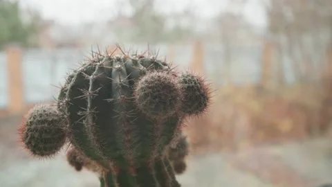 Cactus on a windowsill in a private house. 库存影片 143245952