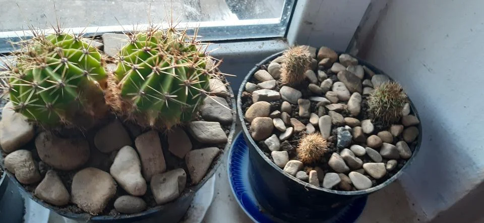 Cactus on the windowsill2 Foto stock