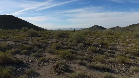 Cactus wipe Stock Footage 89194059