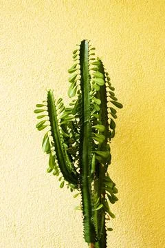 Cactus without pot at the yellow wall. Stock Photos
