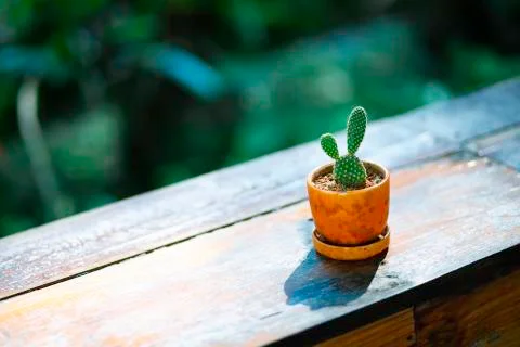 Cactus on a wooden table, bokeh background Stock Photos