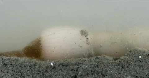 Cactus worm Priapulus caudatus under microscope, Priapulida Stock Footage 288836735