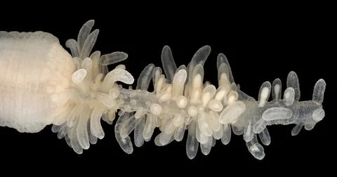 Cactus worm Priapulus caudatus under microscope, Priapulida. Predator, feeds  Stock Photos