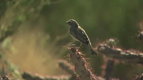 Cactus Wren on Cholla Cactus 스톡 동영상 19053493