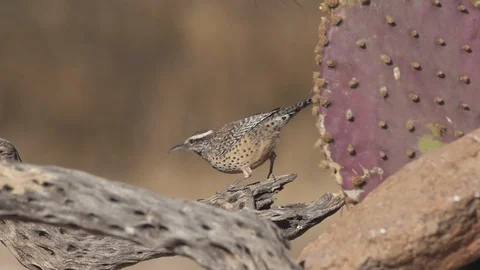 Cactus wren feeding behavior Stock-Footage 89415464