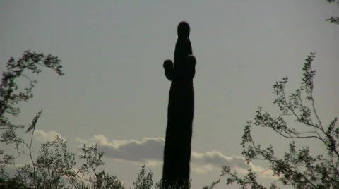 Cactus Wren Stock Footage 400973