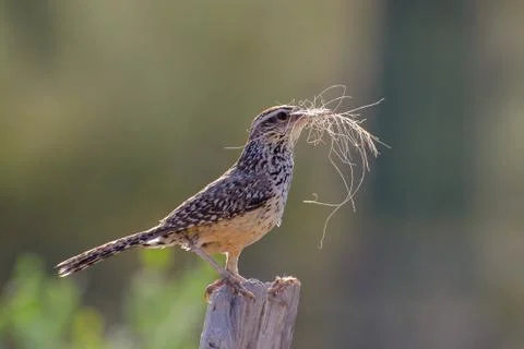 Cactus wren gathering Nesting Material Stock Photos