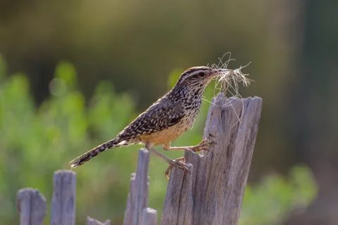 Cactus Wren gathering Nesting Material and Perched on a Saguaro Rib Stock Photos