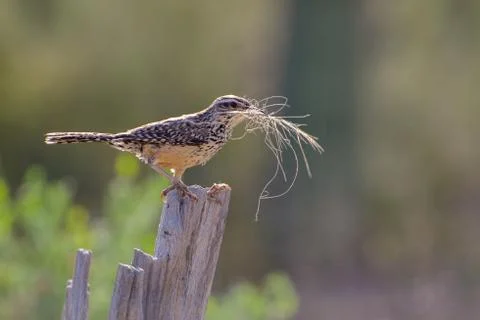 Cactus Wren gathering Nesting Material and Perched on a Saguaro Rib Stock Photos