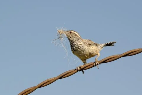 Cactus Wren gathering Nesting Material and Perched on Twisted Wire Stock Photos