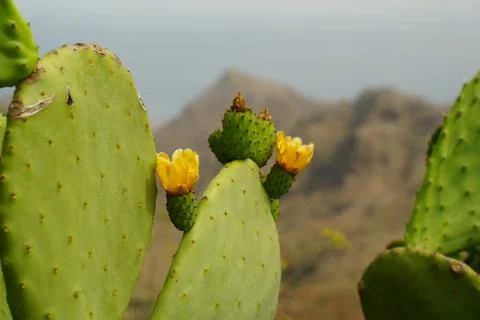 Cactus with a yellow bloom Stock Photos