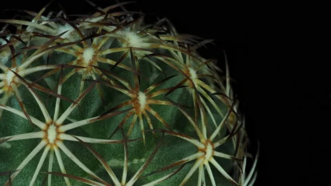 Cactus1 rotating on a black background part1 Video stock 136280568