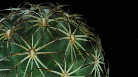 Cactus1 rotating on a black background part2 Video stock 136280580