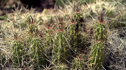 Cactus2 Stock Footage 22635869