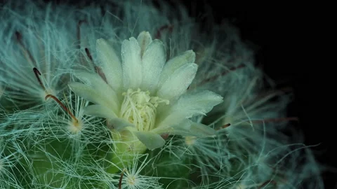 Cactus2 rotating on a black background part1 Video stock 136280206