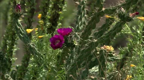 Cactus3 Stock Footage 22635885