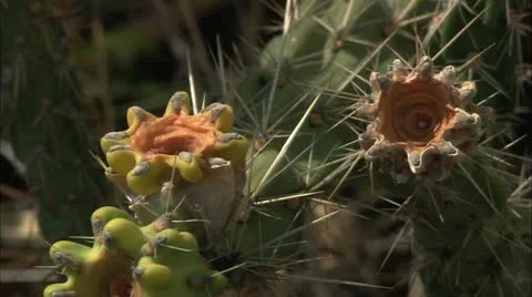 Cactus4 Video stock 22635906