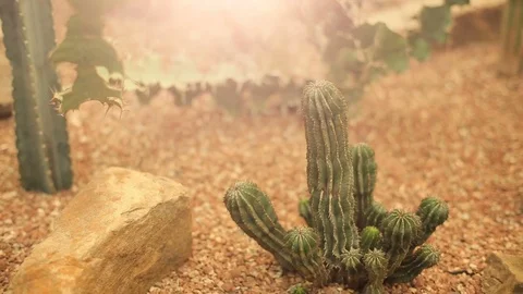 Cactusa at desert Stock Footage 70202943
