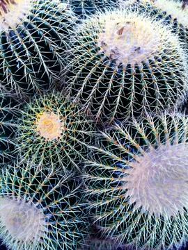 Cactuse Background Pattern Stock Photos
