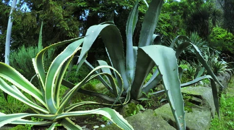 Cactuses and aloe Stock-Footage 55084708