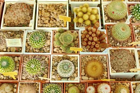 Cactuses backgrond. Stock Photos
