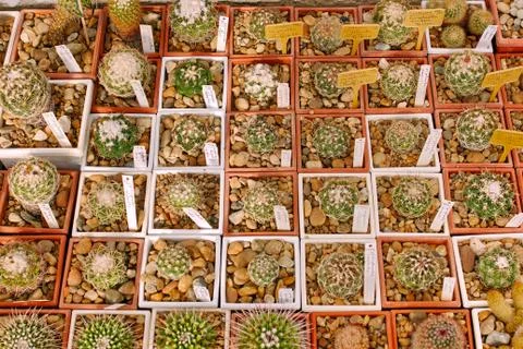 Cactuses backgrond. Stock Photos