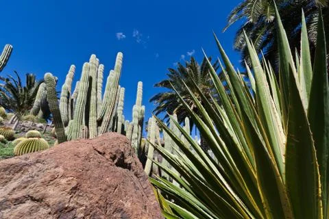 Cactuses behind a large stone Stock Photos
